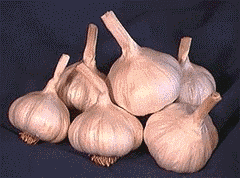 Several bulbs of garlic