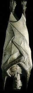Vampire hanging upside down